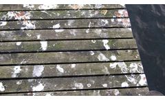 Bird Fouling and Mess Cleaning Services