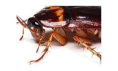 Full Pest Control Services