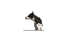 Vivergo - Animal Feed