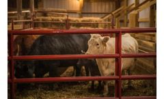 Tarter - Bullmax HD Round Corner Gate