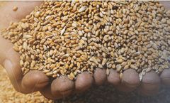 Tissue Homogenizers – Sample preparation for Agronomy