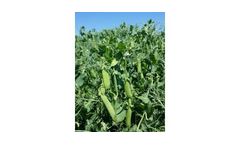 AC - Model Earlystar - Yellow Pea