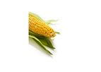 A4022RR - Model 2125 CHU - Grain Corn Seeds