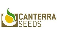 AC Thunderbird - Yellow Semi-Leafless Field Pea