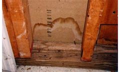 Mold Testing