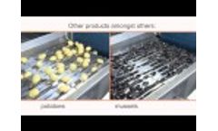 Optimum Sorting Focus 1800 Explainer Video