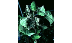 Results and Advice backed by Plant Pathologists Service