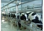 Agromasters - Herringbone Rapid Exit Milking Parlor
