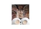 ISL - Premium Cultured Pacific Scallop