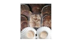 ISL - Premium Cultured Pacific Scallop