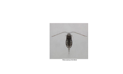 Parvocalanus Crassirostris Brochure