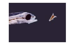 Artemia and Rotifer