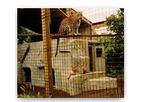 C-E Shepherd - Poultry House Mesh