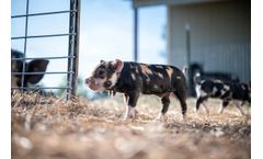 Organic farms and Animal Welfare