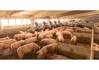 Eliopig - Sorting Machines Fattening Pigs and Gestation