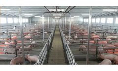Eliopig - Growing-Finishing and Fattening Pig Phases