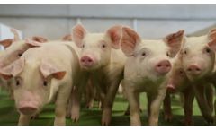 Weaning - Video