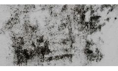 Mold Damage Restoration Services
