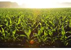 EasyFarm - Version Pro Crops - Crops Accounting and Management Software