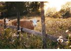 EasyFarm - Version Pro - Livestock Software