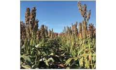 Becks - Model M5990 - Grain Sorghum Hybrid