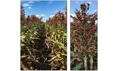 Becks - Model M6119 - Grain Sorghum Hybrid