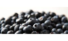 Storage technology solutions for pallet fresh system sector