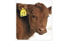 Allflex - Cattle ID Tags