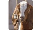 Allflex - Sheep and Goat Identification Tags
