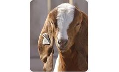 Allflex - Sheep and Goat Identification Tags