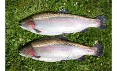 AquaSearch - Late for Pigmented Rainbow Trout