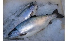 Aquasearch - Model SALT - Old Maturing Broodstocks