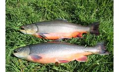 AquaSearch - Model Hybrids - Salvelinus Fontinalis