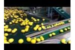 Lemon and Other Citrus Sorting and Packing Equipment Video