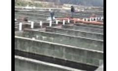 VSBT175 Pumping Trout Video
