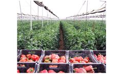 P-Marom - Net Covered Structure With Dutch Trellising