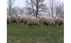 Spring Turn Out With Jack Kyle Video