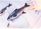 SuperSmolt - Model Feed Only - Salmon From Tank-Based Systems