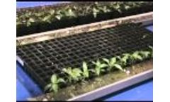 transplanting rw1000 - Video