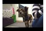 Zoetis for Shelters -Video