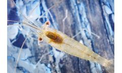 Commercial Genetic Improvement Program for Shrimp Aquaculture