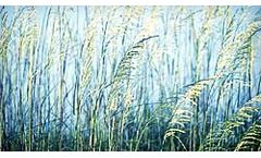 Wetlands and Biological Services