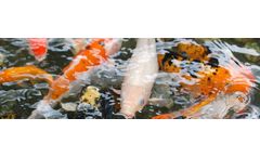 Fish and Shrimp Nutrition Services