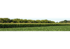 Grain Trading Services