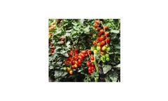 Commercial Production of Hybrid Tomato Seeds