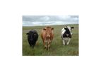 Integrated Cattle Tracking Software