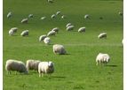 Sheep Record Keeping Software