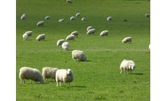 Sheep Record Keeping Software