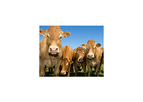 Plan-A-Head - Beef Herd Management Software Program, Beef Management System