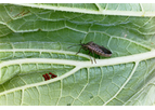 Biotechnology and Crop Protection Services